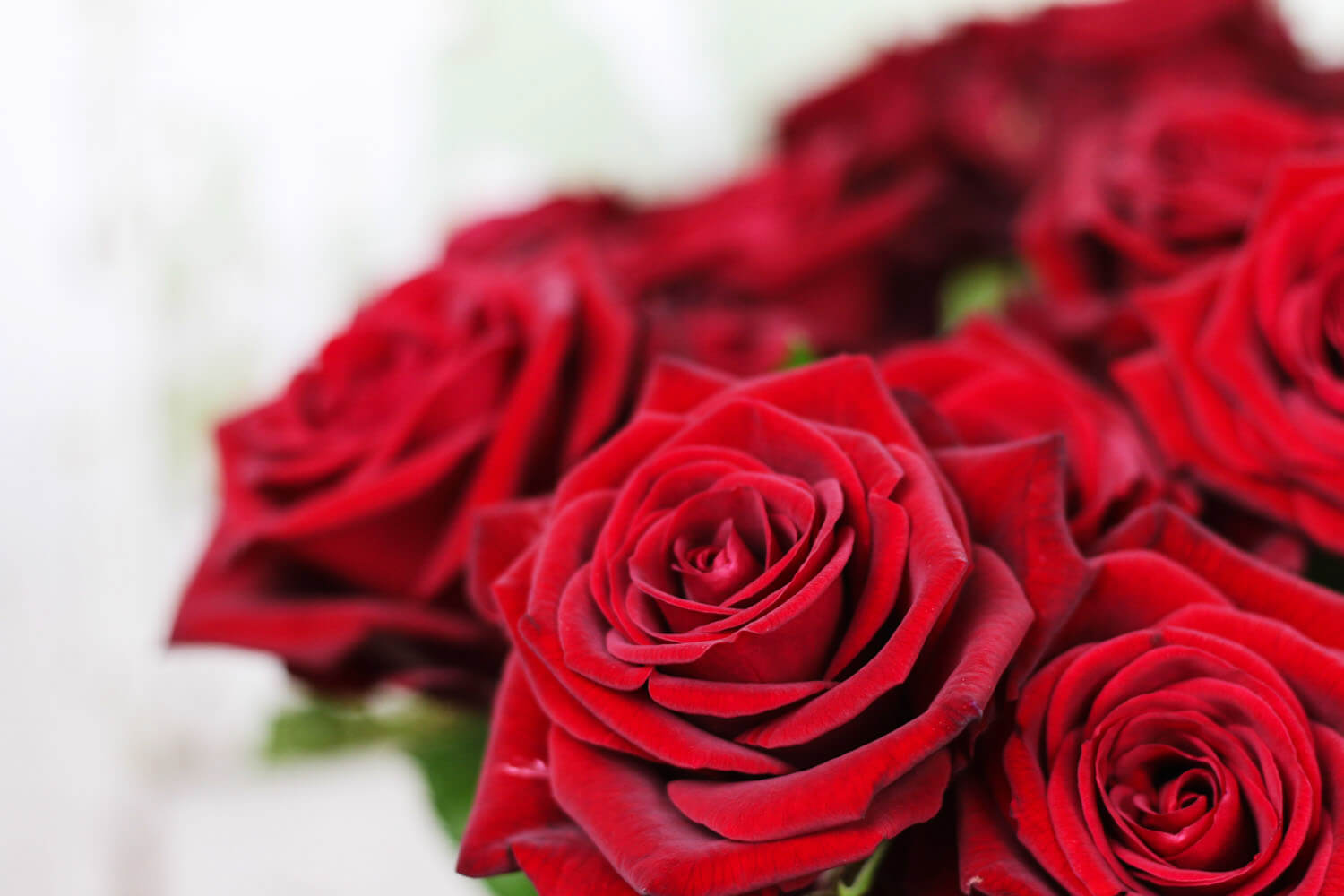 Röda rosor är alltid populära och en storsäljare hos floristerna.