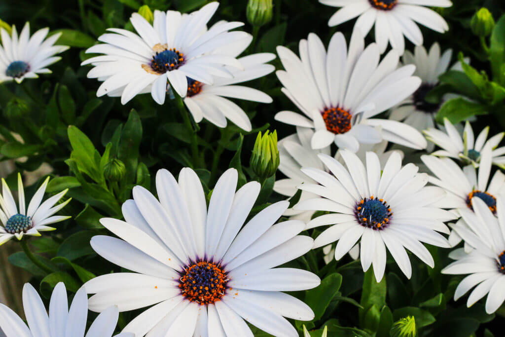 Stjärnöga i vitt med blått öga. Detta är en mycket omtyckt och populär sommarblomma som är fin i planteringar.