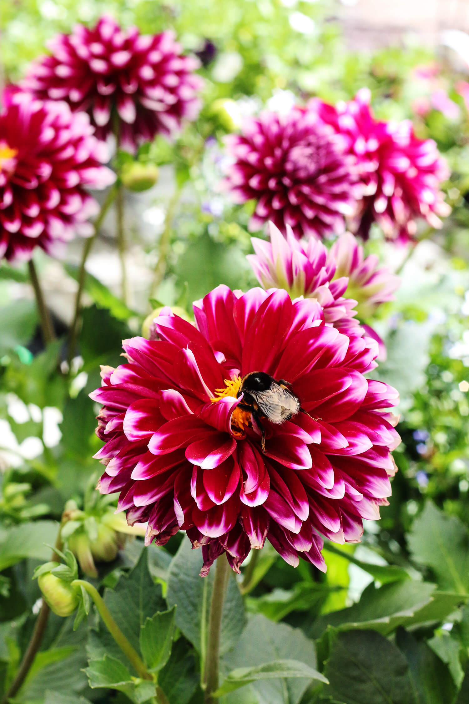 Cerise dahlia med humla. Både människor och pollinerande insekter älskar dahlior! Här har en humla hittat godsaker i mitten på en dahlia i varmt cerise. Dahlior finns i en mängd sorter och färger och är oerhört populär.