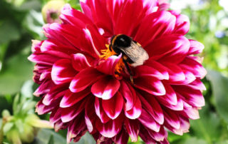Pollineringsveckan: Både människor och pollinerande insekter älskar dahlior! Här har en humla hittat godsaker i mitten på en dahlia i varmt cerise. Dahlior finns i en mängd sorter och färger och är oerhört populär.