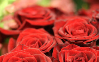 Vackra röda rosor.