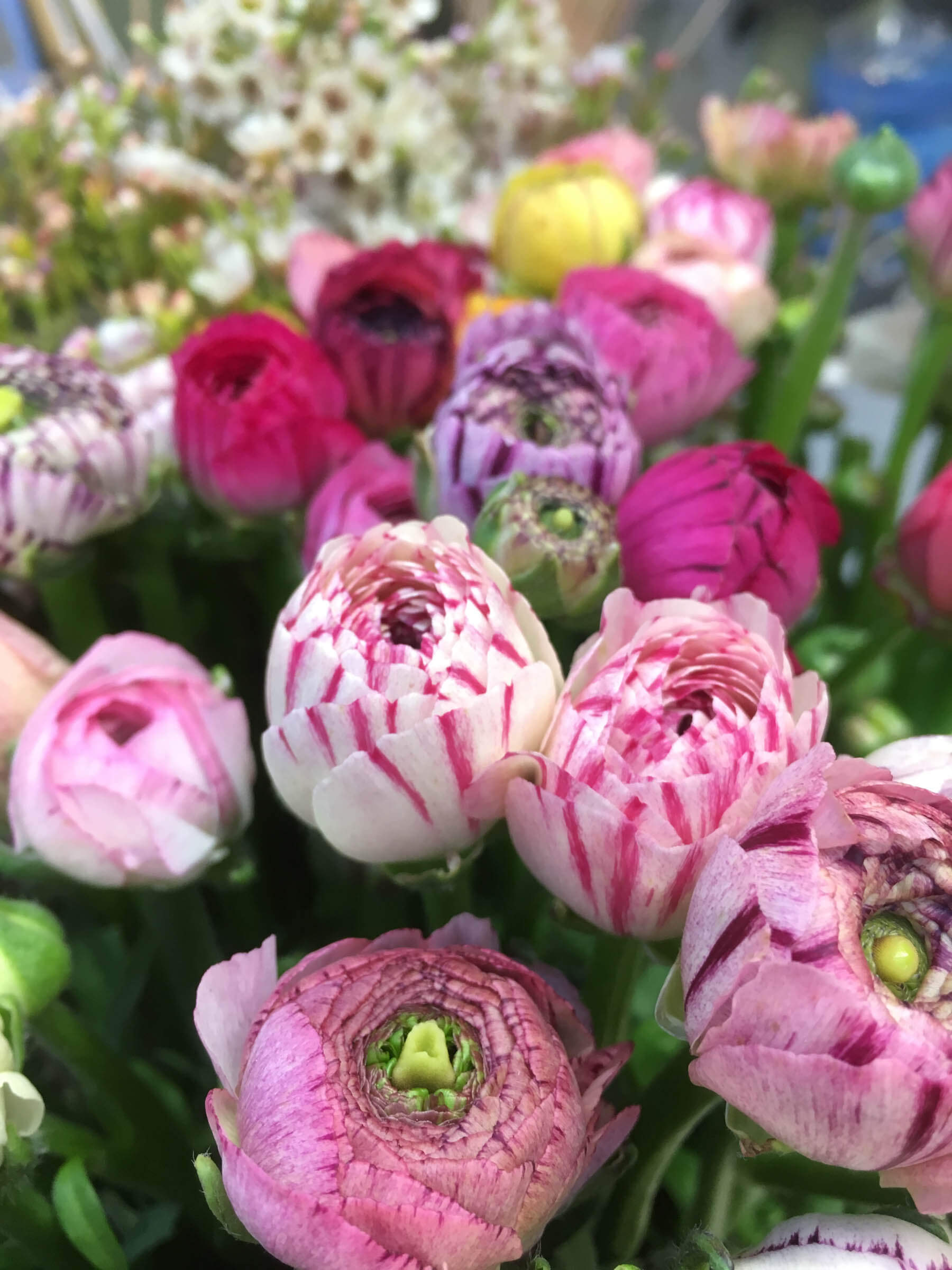 Ranunkel Blommande bukett med ranunklar