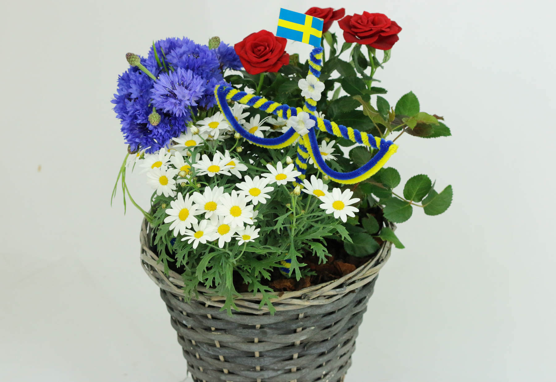 Sommarblommor. Plantering i blått, vitt, gult och rött med en midsommarstång. Passar bra till Midsommar. Svenska flaggan Sverigeflagga Blommorna är: margerit, blåklint och krukros.