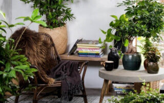 Med gröna växter får du ett trivsamt hem och bättre och renare luft.