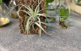 Växt-terrarium & airplants: En tillandsia växer utan jord, den sitter bara fast på en barkbit. Odla utan jord.