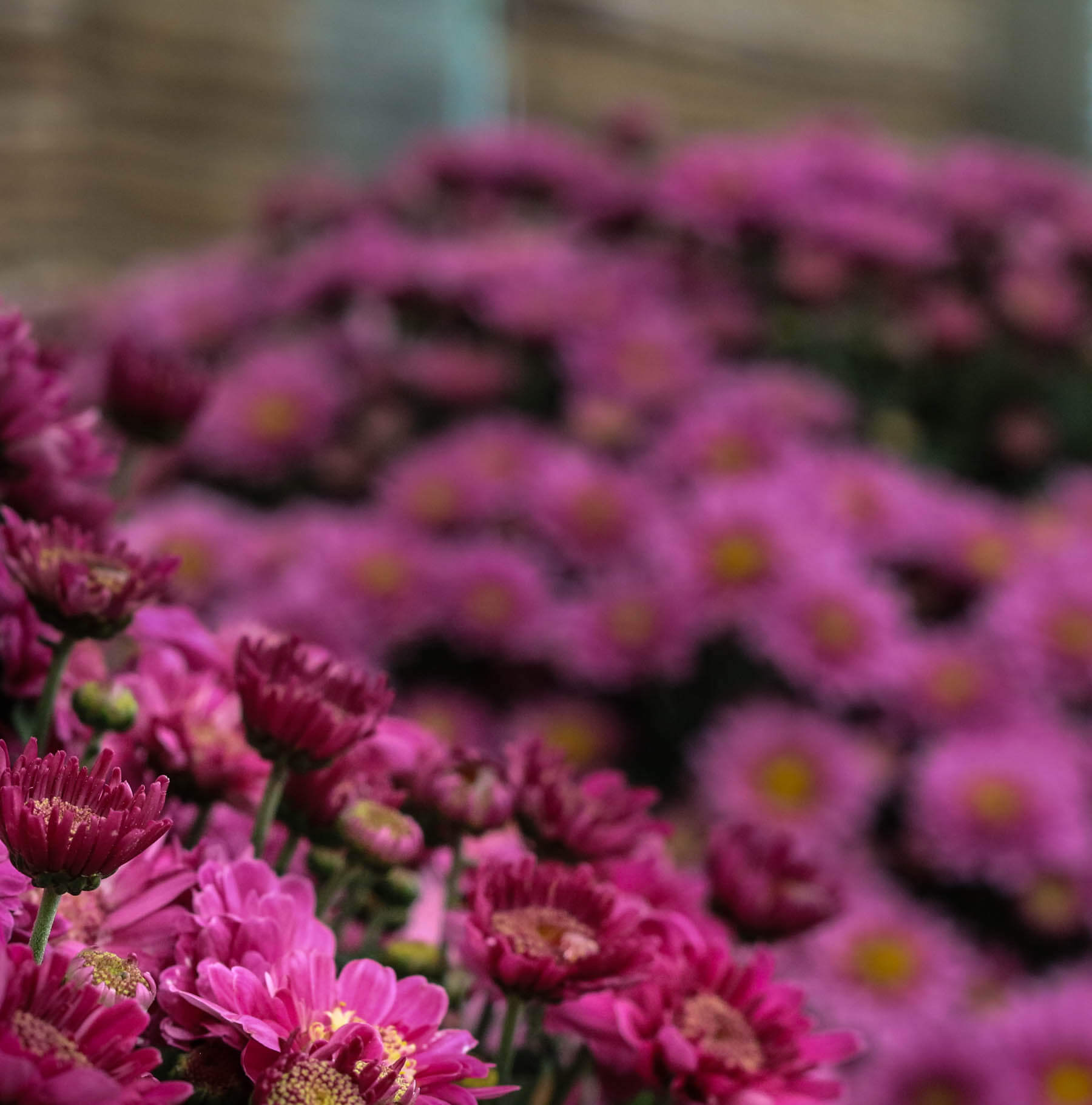 Med starkt lysande färg bjuder bollkrysantemum på mycket blomsterglädje om hösten.