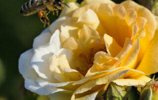 Rädda bina - Pollinerande insekt på väg att landa på gul ros
