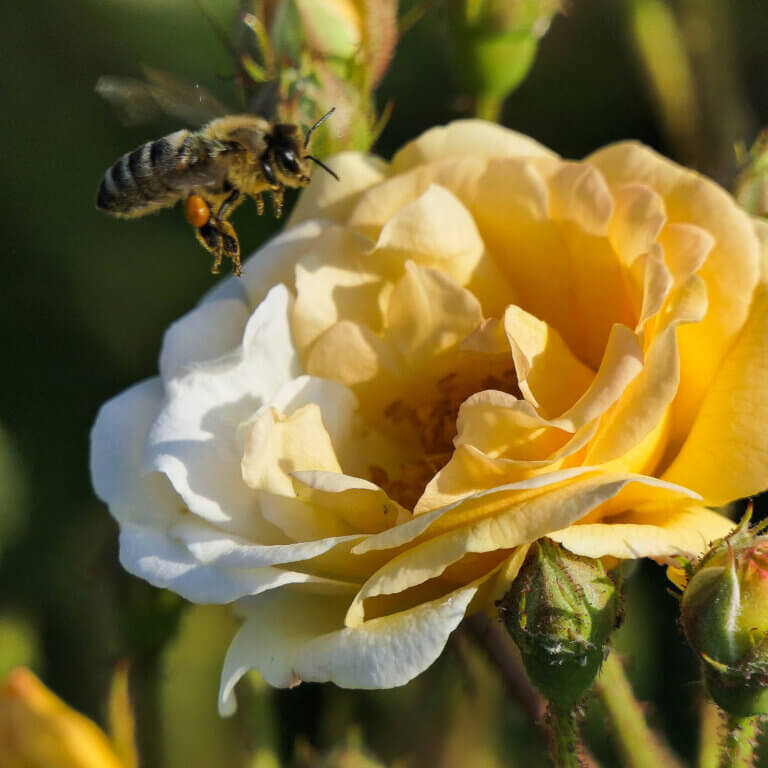 Rädda bina - Pollinerande insekt på väg att landa på gul ros